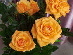 -金陵花卉交易市场