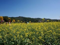 -红山村