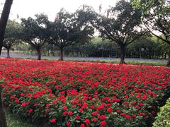 -广东花都香草世界旅游度假区