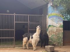 -昆明动物园