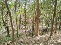 -上海佘山国家森林公园西佘山园