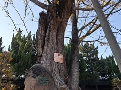 -苏州文庙(姑苏区)