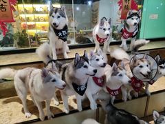 -Husky Go! 哈士奇体验馆·宠物咖啡厅狗咖