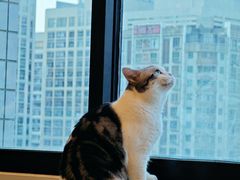 -有喵·猫咖·狗咖·30几只猫10只小狗(岗厦店)