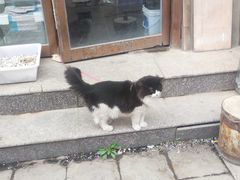 -中环花鸟鱼虫市场
