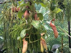 -墨尔本皇家植物园