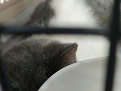 -pd派德宠物中心医院24H急重症·眼科中心·血液透析中心(嵩山北路店)