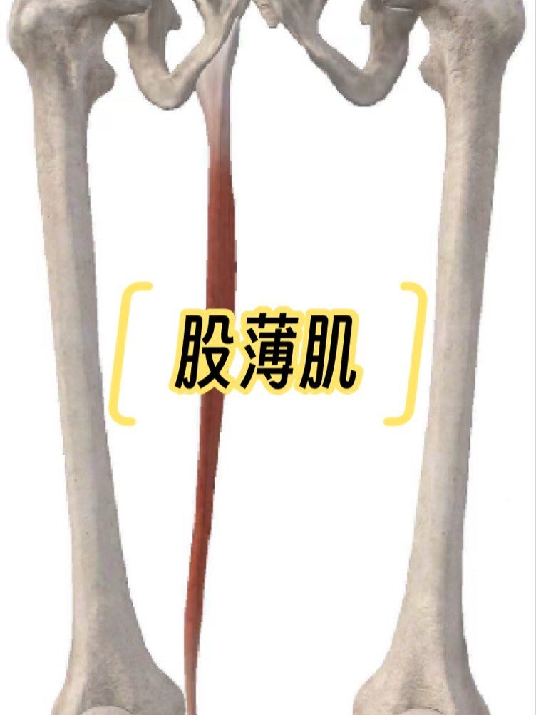 股薄肌是位于大腿内侧的主要肌肉之一,以下是对其的详细介绍:
一