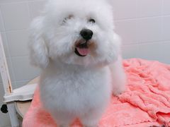 -瑞派宠物医院·24小时骨科·心脏·核磁(哈尔滨南岗店)