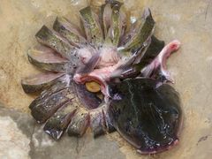 -云中鱼蒸汽石锅鱼(川沙百联店)