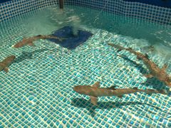 -烟台海昌鲸鲨海洋公园