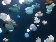 -厦门海底世界