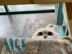 -喵屿·大理花园猫咖