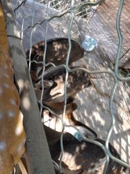 点击看大图 -萌宠亲子动物乐园(槐房万达店)