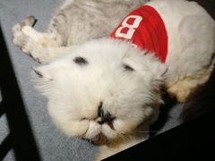 -more than meow吴止猫主题餐厅(承德 中船汇店)