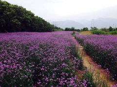 -曲江薰衣草庄园
