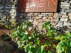 -千年银杏谷文化旅游区