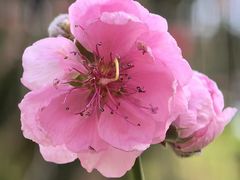 -桃花涧
