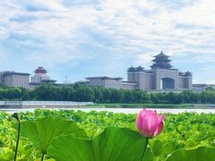 -莲花池公园