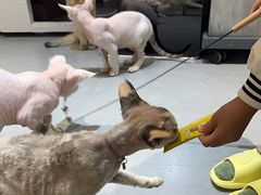 -琪喵猫屋·撸猫猫咖·猫舍