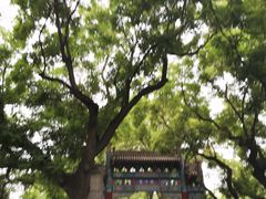-北京国子监胡同