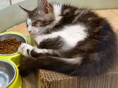 -BABIT巴比特宠物(MOMOPARK店)