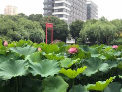 -陈家山荷花公园