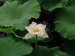 -荷塘月色湿地公园·向阳花洲