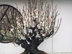 -香雪海