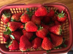 -胜丰草莓采摘园