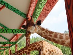 -贵州森林野生动物园