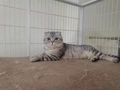 -美联众合宠物医院·爱萌分院·内外科·猫科中心