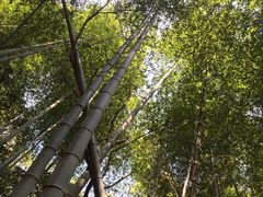-宁波浙东大竹海景区
