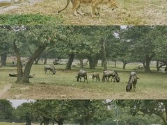 -西安秦岭野生动物园
