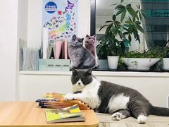 -猫音日语留学培训