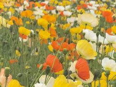 -名花谷生态庄园