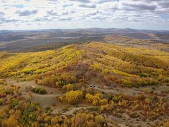 -乌兰布统景区-白桦林
