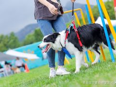 -趣玩宠物乐园寄养训犬训狗游泳池