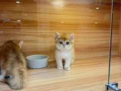 -猫十亿·布偶金渐层·曼基康矮脚猫舍(青年路店)