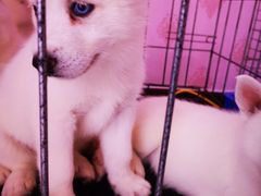 -喵百万·布偶·蓝金金渐层英短·猫舍(百子湾店)