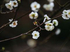 -秀丽东方