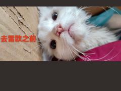 -瑞派雷欧宠物医院·24h夜诊·心脏骨科牙科·全科重症转诊中心(无影山店)