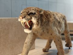 -Behring World of Animals(上海自然博物馆店)