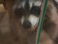 -藦茜花园宠物主题亲子互动体验馆(国顺东路店)