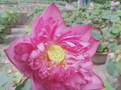 -莲花池公园
