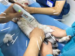 -中农国际动物医院24小时·猫科·骨科·急重症中心