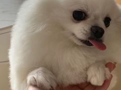 -帕帕拉兹宠物(亚洲旗舰店)