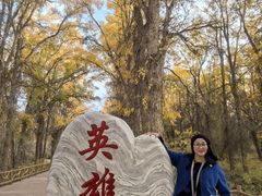 -金塔沙漠胡杨林景区