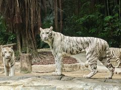 -麒麟中餐厅·经典粤菜·地道菜式老字号(广州长隆酒店)