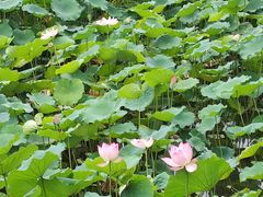 -荔湾湖公园